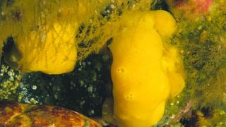 Fauna peruana en ojos del mundo: Científicos descubren nueva especie de esponja en el litoral nacional