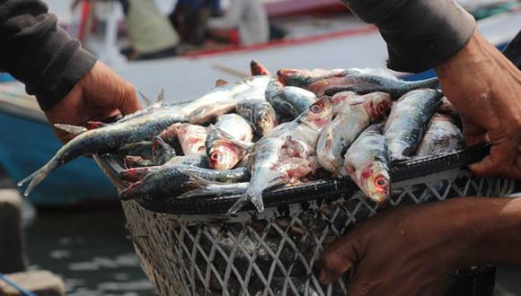 Produce: Consumo de pescado aumentó 28.5% en el período 2011-2015. (USI)