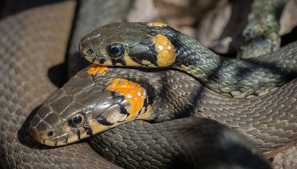 El dueño de un rancho se topó con decenas de serpientes viviendo debajo de una de las construcciones de su propiedad. (Foto: Pixabay/Referencial)