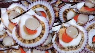 Conchas de abanico: Las pepitas de oro del mar peruano [VIDEO]