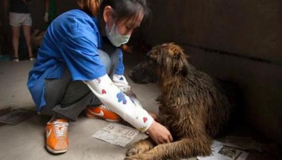 Autoridades chinas también vacunaron a 4,900 canes. (AP)