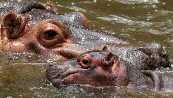 Una cría de hipopótamo macho nada junto a su madre Tami en el Zoológico. (Foto: ULISES RUIZ / AFP)
