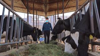 Coronavirus en Perú: Leche Gloria brindará apoyo a socios ganaderos por incremento del precio de alimentos para el ganado