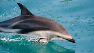 Pesca incidental en Perú mata a 20,000 delfines y marsopas al año