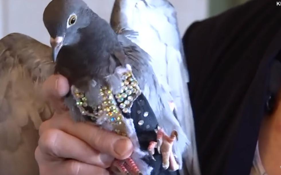 Rescató a una paloma con un 'chaleco' lleno de diamantes y su historia impacta en redes.
