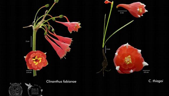 Dos nuevas especies de plantas son descubiertas en el Perú / Foto: ANDINA