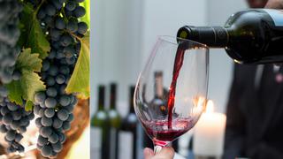 Día Mundial del Malbec: Tiempos de vino