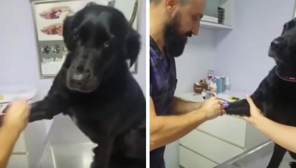 Una perrita demostró que no le teme a las inyecciones y se comportó como una verdadera heroína en el veterinario. (Foto: RM Videos en YouTube)