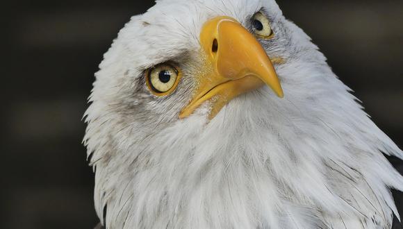 Un pulpo gigante intentó ahogar a un águila calva que se había abalanzado sobre él. (Pexels)