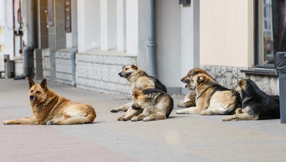 Rusia desata polémica tras plantear llevar perros callejeros para “limpiar” zonas minadas. Foto: ¡Stock.