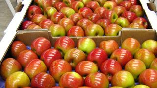 Perú levantaría restricciones al ingreso de manzana chilena