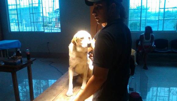 Ecuador: Más de 200 perros han sido rescatados tras el terremoto. (Facebook/defensadelavidaanimal)