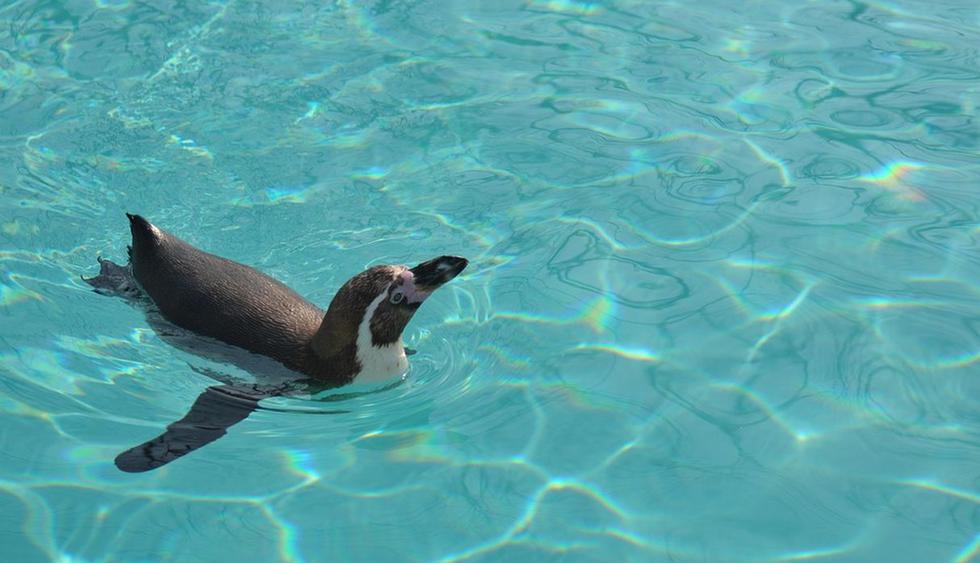 El pingüino demostró ser muy amistoso. (Pixabay / qrione)