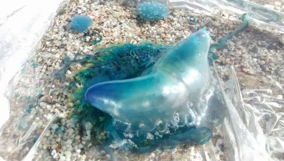A través de las redes sociales, numerosos bañistas alertaron la presencia de una medusa azul en la playa San Bartolo. De comprobarse su presencia en otras playas, podría significar un peligro para todo nuestro litoral. (Foto: Facebook / ElHuaycoSurfCam)