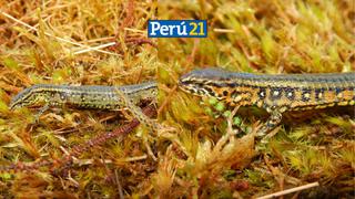 Nueva especie de lagarto es descubierta en Cusco y Junín