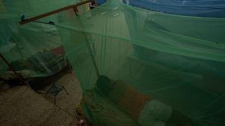 Siguen subiendo: registran 335 casos de dengue en Ucayali