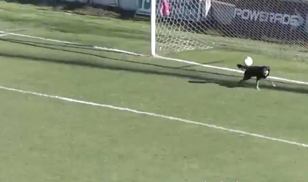 Perro se viste de arquero y tapa gol cantado en Tercera de Argentina. (Twitter @FichajesGoleador)