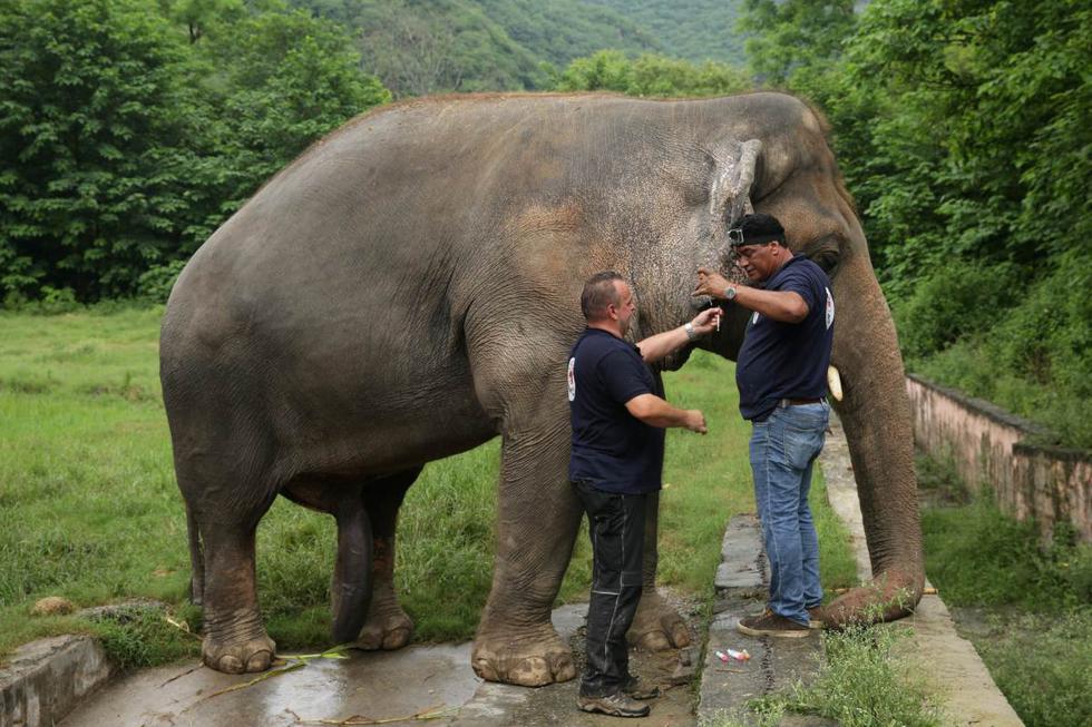 Frank Goeritz (izquierda) y Amir Khalil toman una muestra de sangre de Kaavan, un elefante en el zoológico de Marghazar en Islamabad (Pakistán). (REUTERS/Saiyna Bashir).