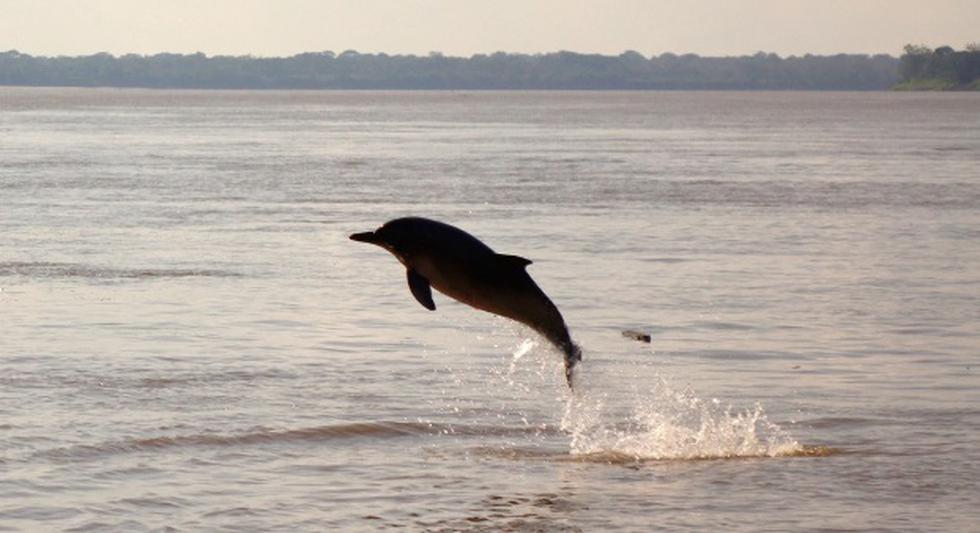 Un delfín, atrapado entre las plantas y rocas de un despeñadero, fue rescatado por un grupo de buzos, quienes se llevaron los aplausos de las redes.