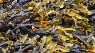 ProCiencia: Uso potencial de las macroalgas beneficiará a pescadores artesanales y empresas procesadoras de algas
