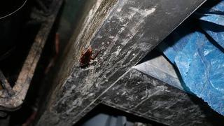 Callao: Clausuraron panaderías que trabajaban rodeadas de cucarachas y arañas