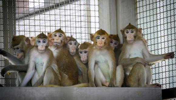 Esta fotografía tomada el 23 de mayo de 2020 muestra a monos de laboratorio reaccionando a la presencia humana en su jaula. (Foto: Mladen ANTONOV / AFP)