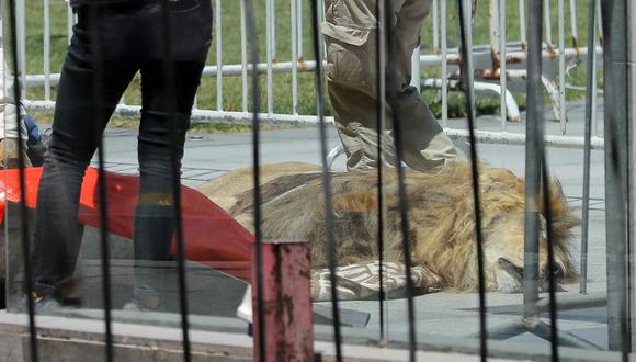 Después de permanecer unas horas afuera del palacio presidencial chileno, el cuerpo de Zeus fue retirado. Foto: AFP
