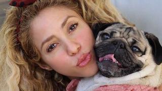 Shakira por fin encontró a su perro fiel y es una estrella