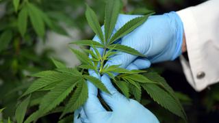 Colombia exportará cannabis: Iván Duque firma decreto y será para uso medicinal