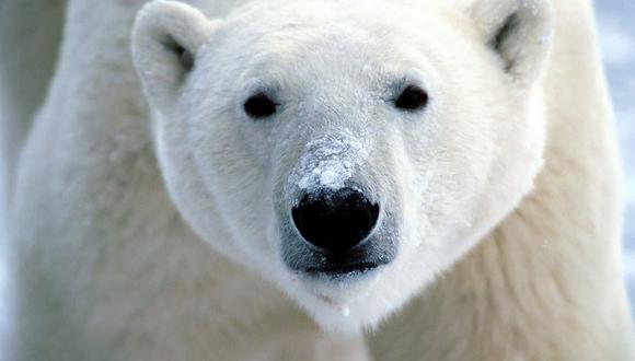 Mientras que el hielo marino permite que la mayoría de los aproximadamente 26.000 osos polares del Ártico cacen, los osos del sureste de Groenlandia tienen acceso al hielo marino solo durante cuatro meses.