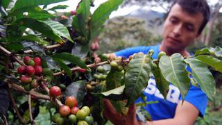 Chile anota récord de exportaciones de frutas frescas ante mayores envíos a China