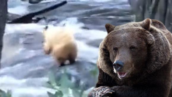 Un hombre grabó el apuro que pasó un oso en un bosque. (YouTube)