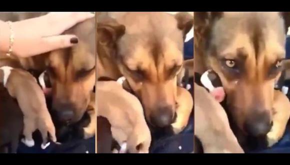 Una conmovedora escena se vio en un video viral en Facebook cuando la mamá canina se vuelve a ver con sus pequeños. (Foto: captura)