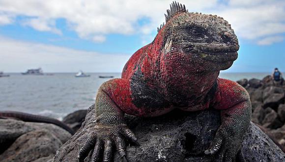 1535 fue el año del descubrimiento de Galápagos. (D. Vexelman)