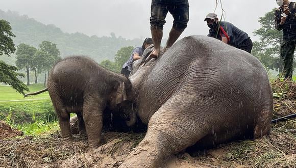 Un bebé elefante y su madre fueron rescatados este miércoles en los alrededores del Parque Nacional de Khao Yai de Tailandia. (Foto:  EFE/ Thanachai Sangarattanapiman /Parque Nacional de Khao Yai)
