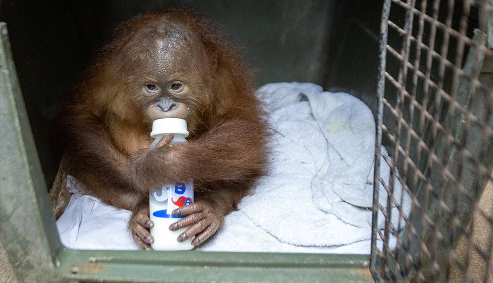Los orangutanes están en peligro crítico de extinción, de acuerdo con la clasificación de la Unión Internacional para la Conservación de la Naturaleza. (EFE)