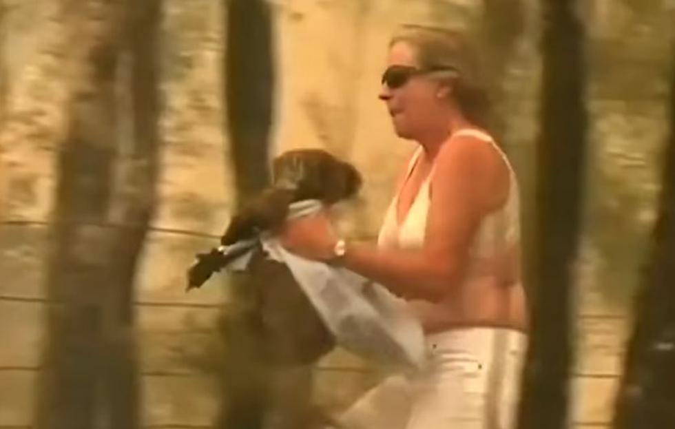 ¡Dramático! Mujer salva a un koala de morir calcinado en medio de incendios forestales en Australia. (YouTube)