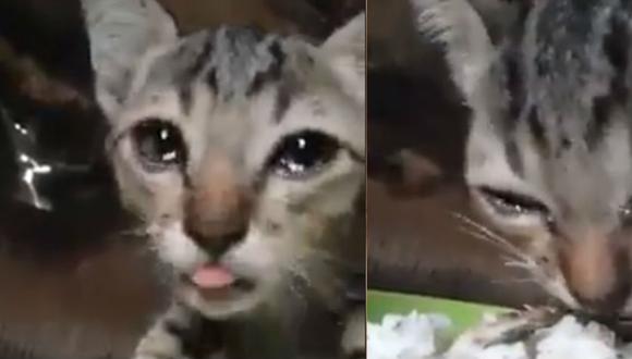 El gatito llevaba muchos días sin comer. El video ha estremecido Facebook y se ha robado el corazón de miles de usuarios.
(Foto: Captura Facebook)