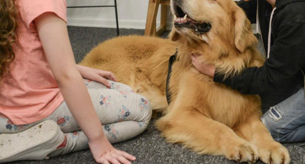 Titán es un golden retriever de cinco años y es el primer perro que presta terapia de asistencia judicial en Argentina. (Foto: Constanza Niscovolos/clarin.com)