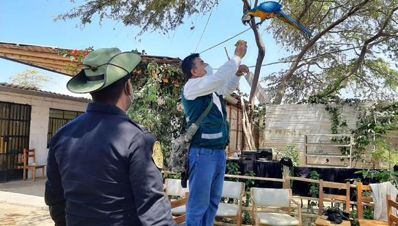 Un guacamayo azulamarillo (Ara ararauna) fue rescatado por personal del Serfor en el distrito de Máncora en Talara, Piura.