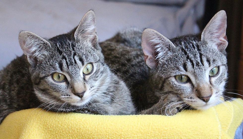 Ambos felinos sorprendieron en YouTube al demostrar la buena relación que mantienen como hermanos. (Pixabay / amandanuneztejera)