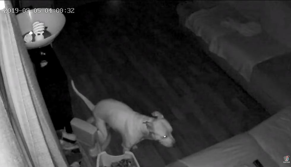 Revisó cámara de vigilancia y queda aterrado al ver lo que su perro hace de madrugada. El video es viral en redes sociales. (YouTube)