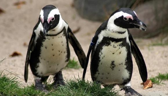 Dos pingüinos protagonizaron una conmovedora escena que fue retratada por el lente de un afortunado fotógrafo. (Foto: Pixabay/Referencial)