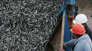Ministerio de la Producción fija tope de captura de anchoveta en 300 mil toneladas