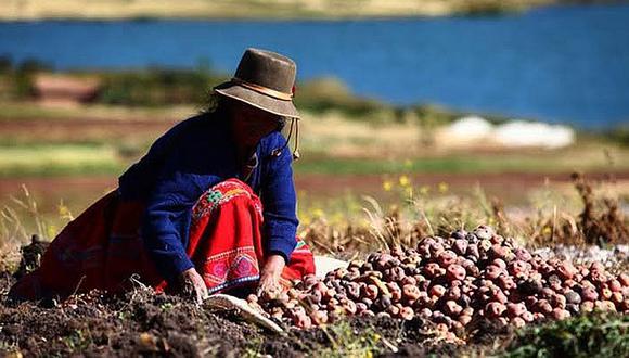 a actividad agrícola en el Perú se ha potenciado con la exportación de uva, mango, cítricos, espárragos, palta, bananos, mandarinas y kion.