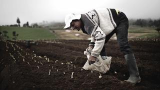 Minagri: Con “Arranca Perú” se generarán más de 75,000 empleos diarios en el agro