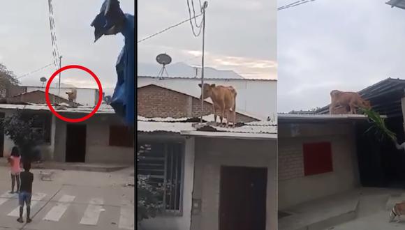 Video de una vaca caminando en un techo se volvió viral en redes sociales.