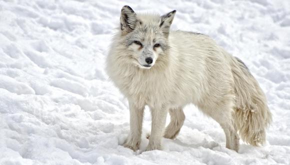 Se trata de la primera vez que se constata el desplazamiento de un zorro ártico entre varios continentes y ecosistemas del Ártico. (Foto: Pixabay/Referencial)