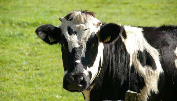 Seis vacas embarazadas fueron utilizadas en este curioso experimento. (Foto: Pixabay)