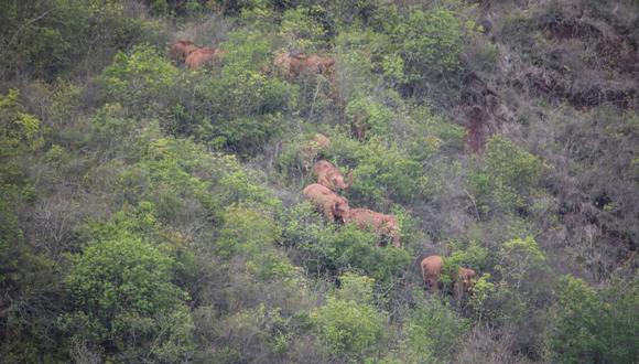 Imagen referencial. La manada integrada por 15 elefantes abandonó su reserva natural, en el suroeste del país, de manera inhabitual y ha estado trasladándose durante varios meses por la provincia sureña de Yunnan, fronteriza con Laos y Birmania. (Foto: AFP).
